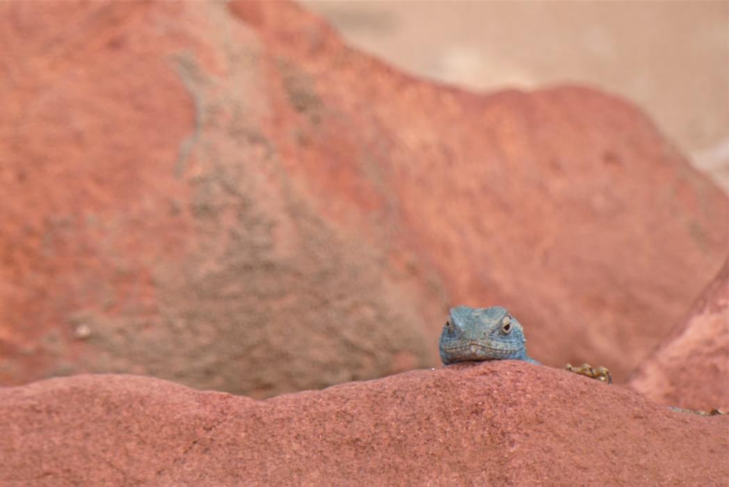 Blue Sinai Lizard Petra