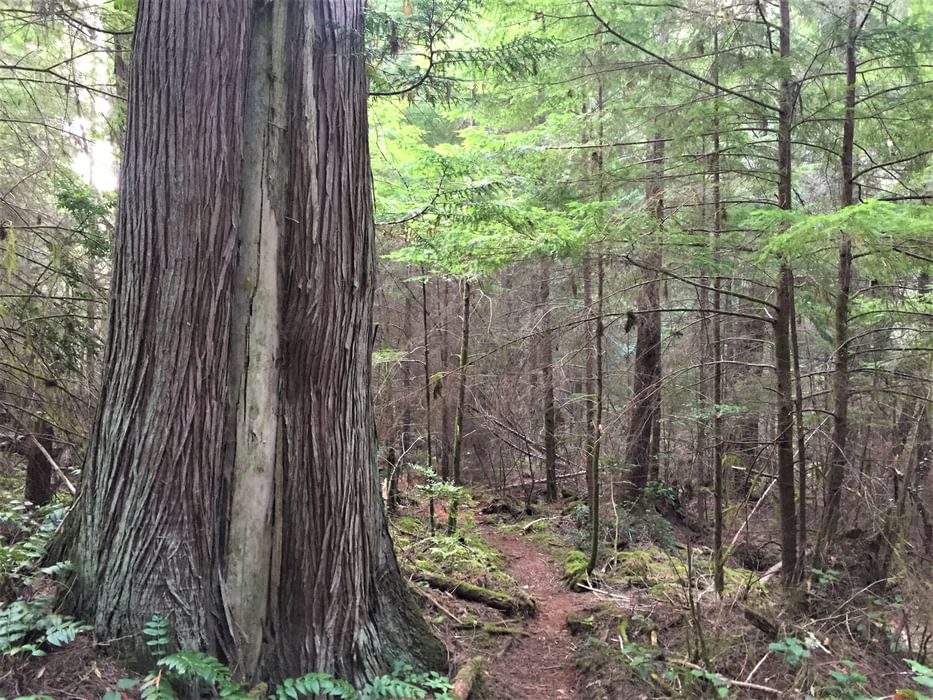 Old New growth trees