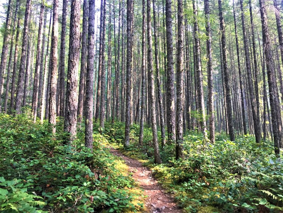 Sunshine Coast trail