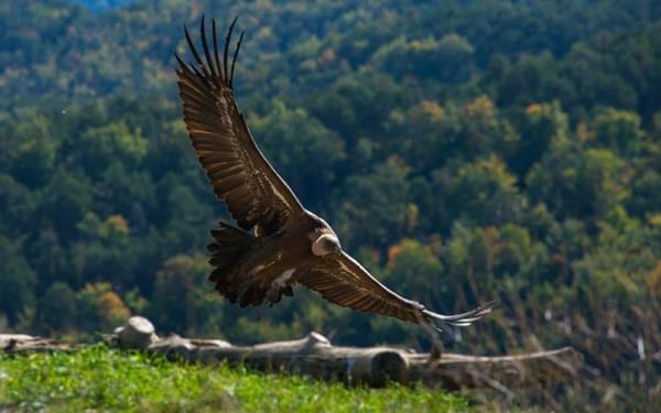 Griffon Vulture By Richard Cash Of Alto Aragon