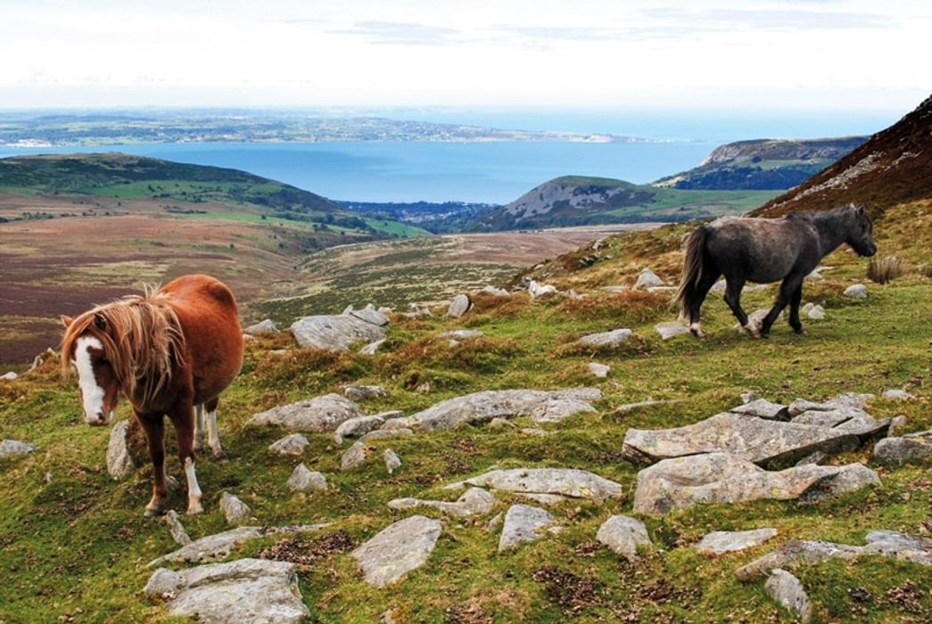 Ponies in the Carneddau