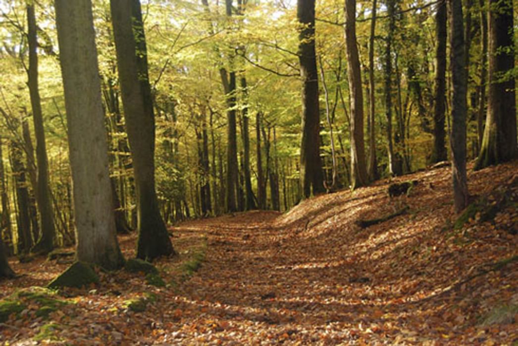 Autumn In Highmeadow Woods