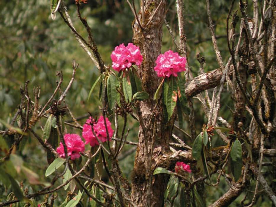 Rhododendron forest