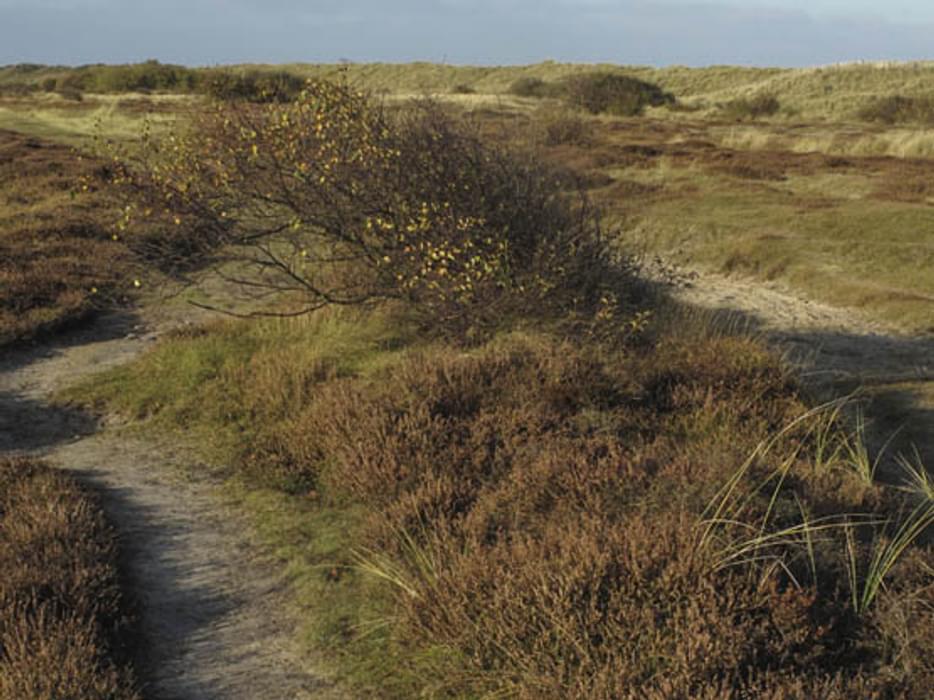 Winterton Dunes Nature Reserve A Haven For Birds And Natterjack Toads