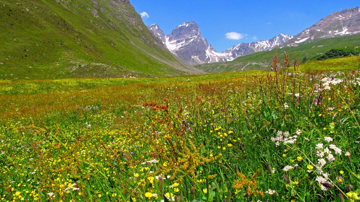 A sea of alpine flowers