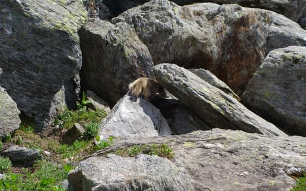 Fat little marmot number 2