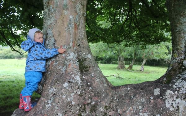 Barking Up The Right Tree  Near Loweswater