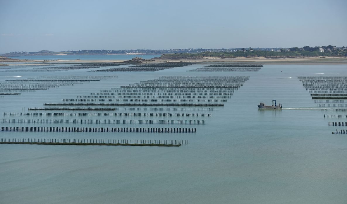 mussel field