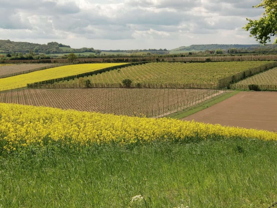 Typical scene of the Garden of England, near Canterbury