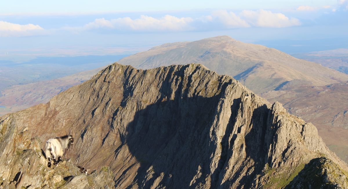 Goat On The Snowdon Horseshoe