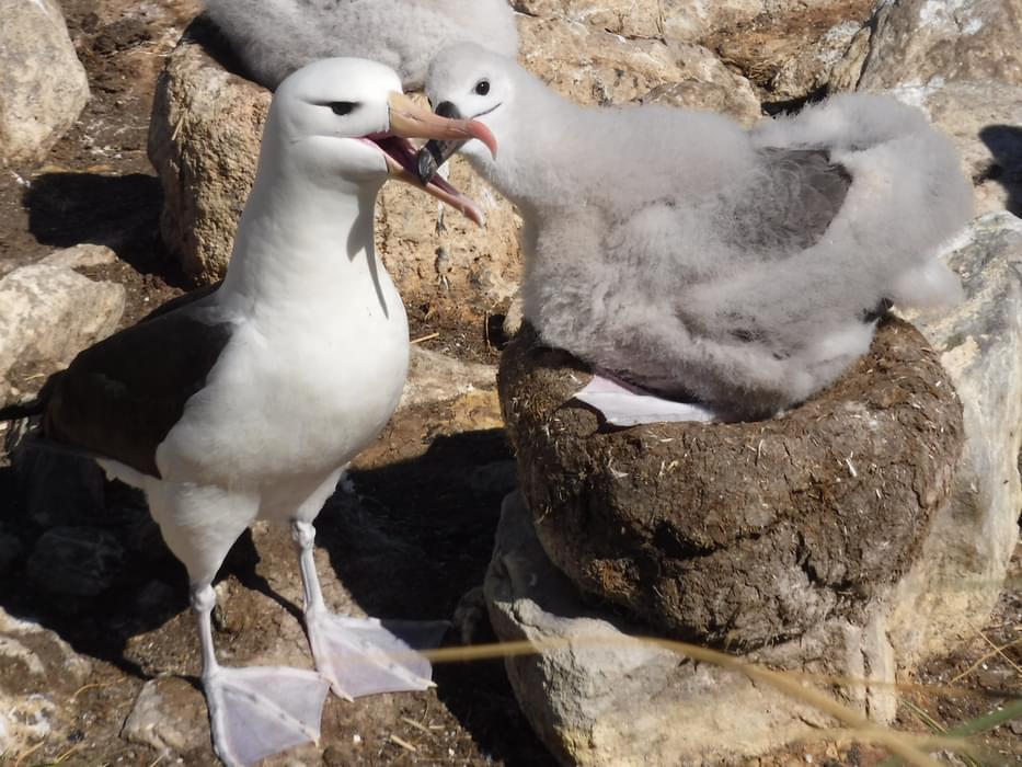 Black Browed Albatross Have One Chick Per Year