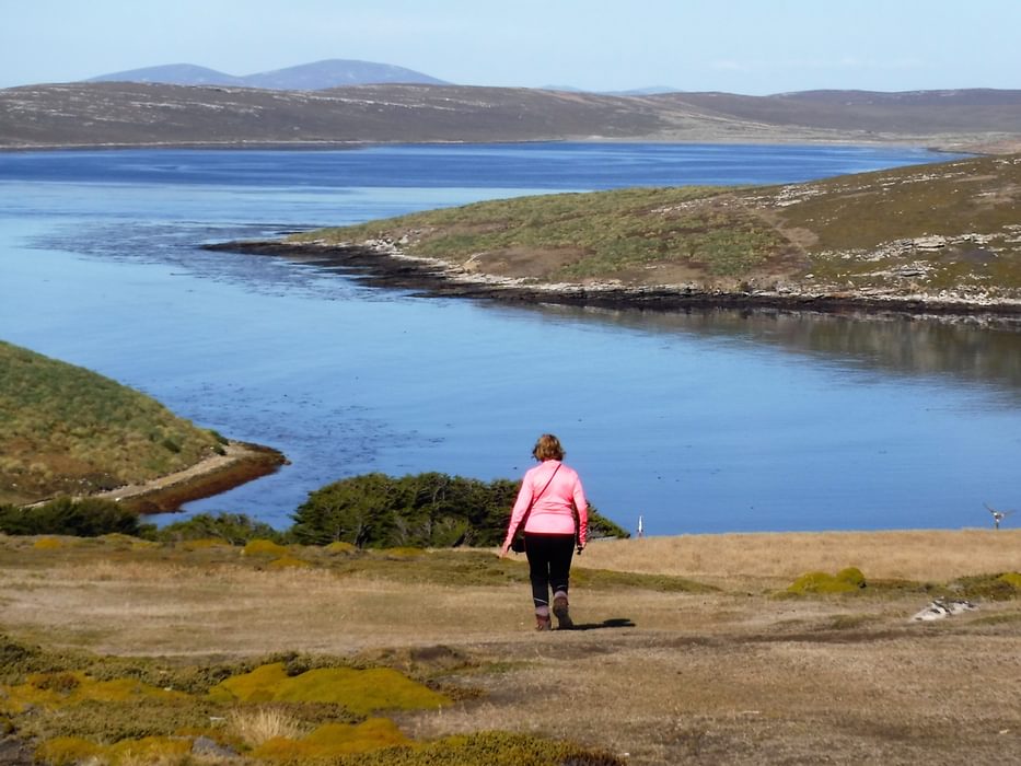 In A Falkland Summer The Springy Peat Is A Joy To Walk Over