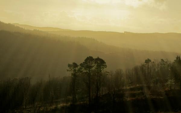 12 Morning Light In Grizedale Forest