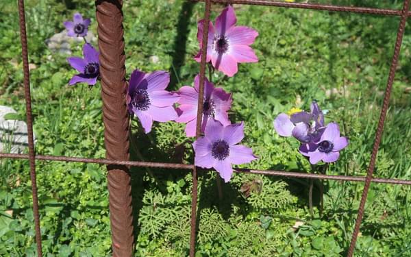 Fenced-in anemones