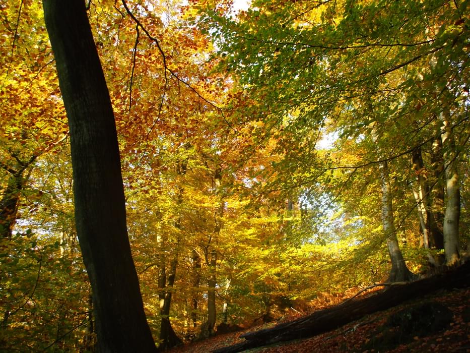 Kent Gold Beechwoods In Autumn