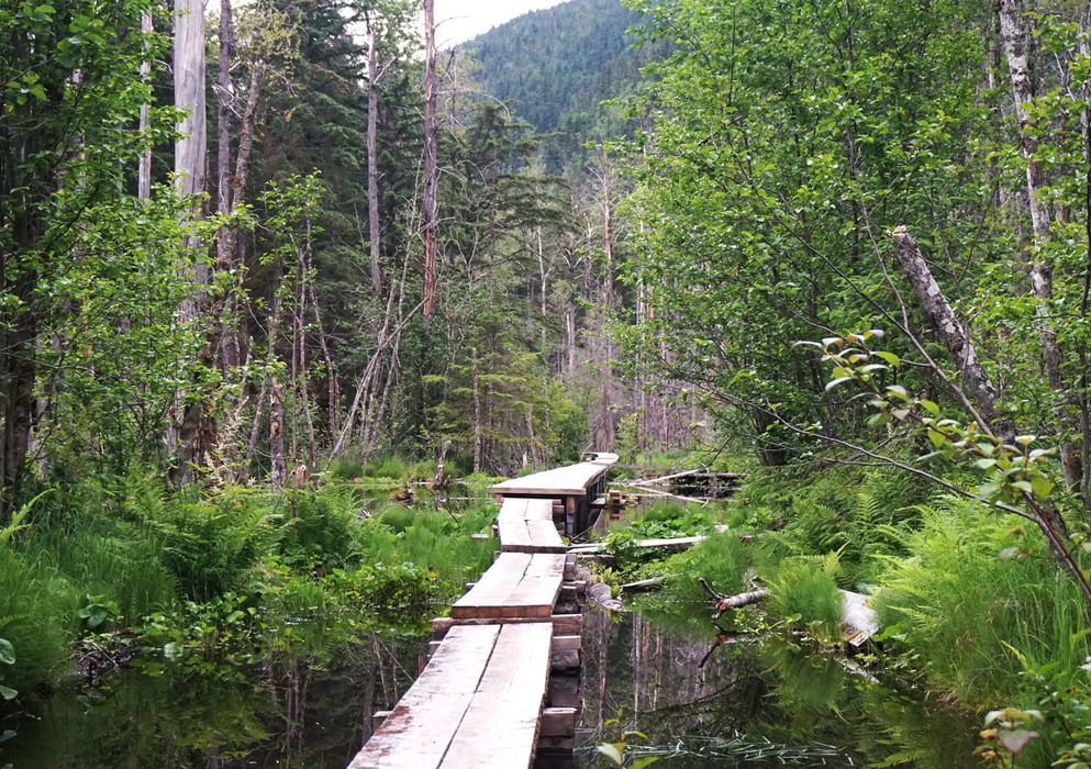 Beaver Pond