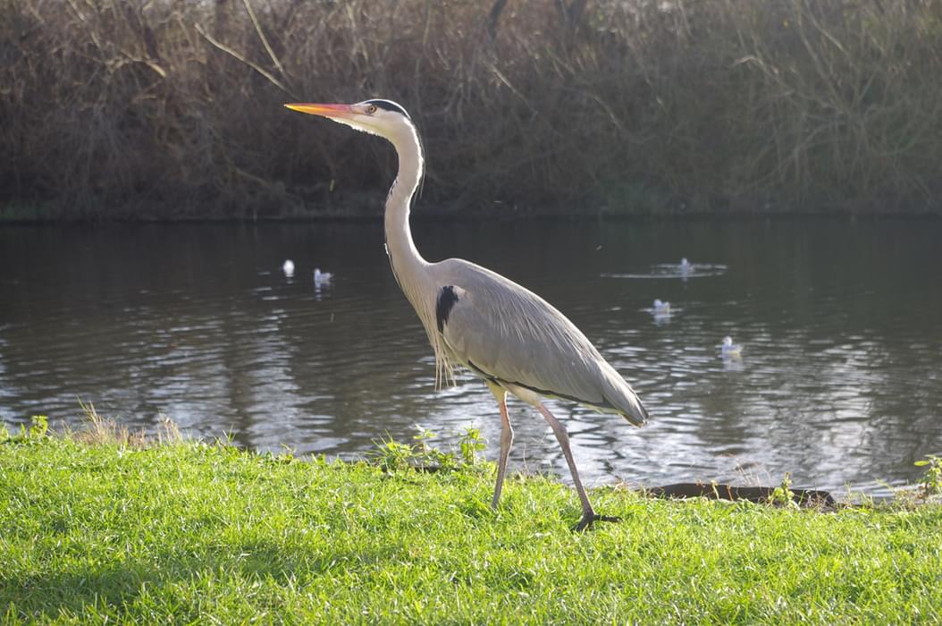 You Could Spy A Heron On Almost Any London River