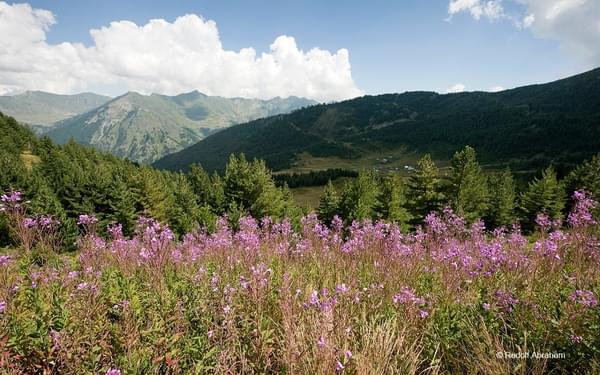 Peaks Of The Balkans  Wildflowers Between Ceremi And Doberdol Albania  Rudolf Abraham