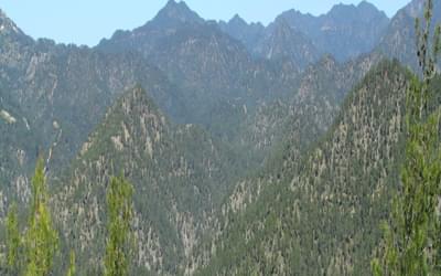 Pine Covered Mountains Cover