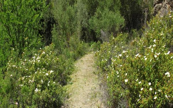 Rock Roses Lined Path