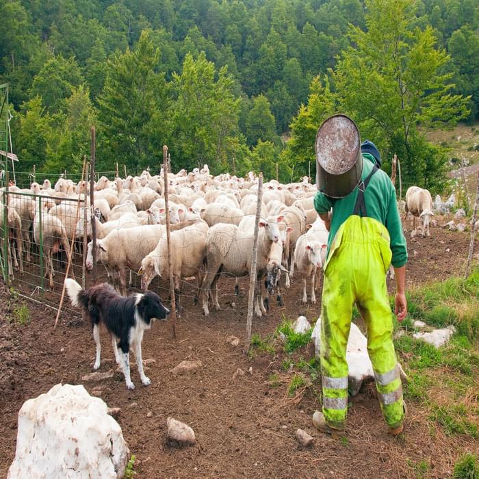 As soon as it is morning, Sandro heads to the fold to milk his sheep