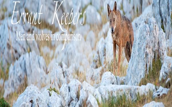 Errant keepers. Men and wolves in comparison