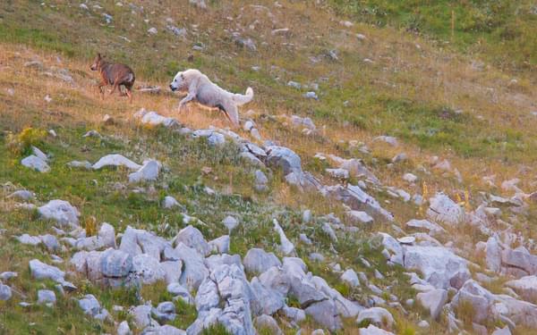 Some wolves try to get close to the point where the sheep was killed, but twice the Sheepdog manages to send them away
