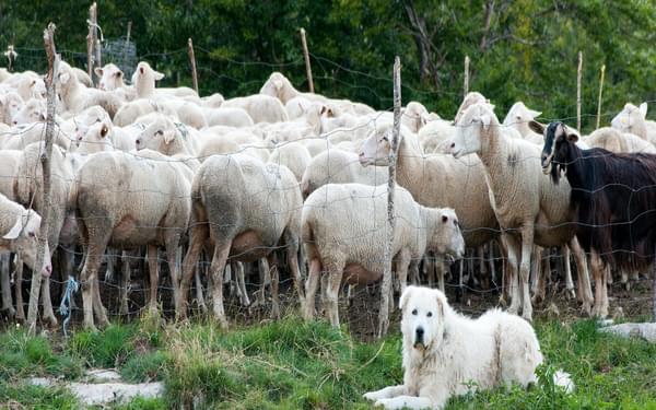 The Maremmano-Abruzzese Sheepdog defends and monitors the herd