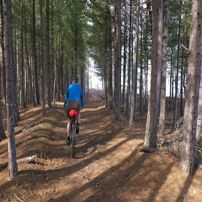 Cycling through the pine woods