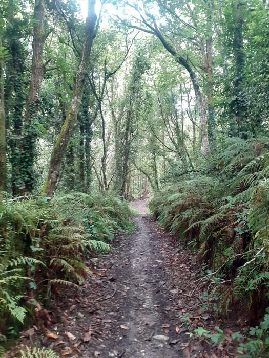 Forests in Asturias