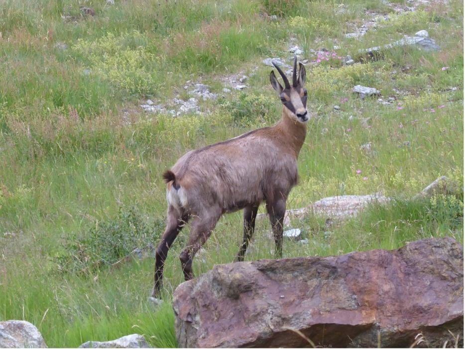 Chamois near Lago del Chiotas day 52