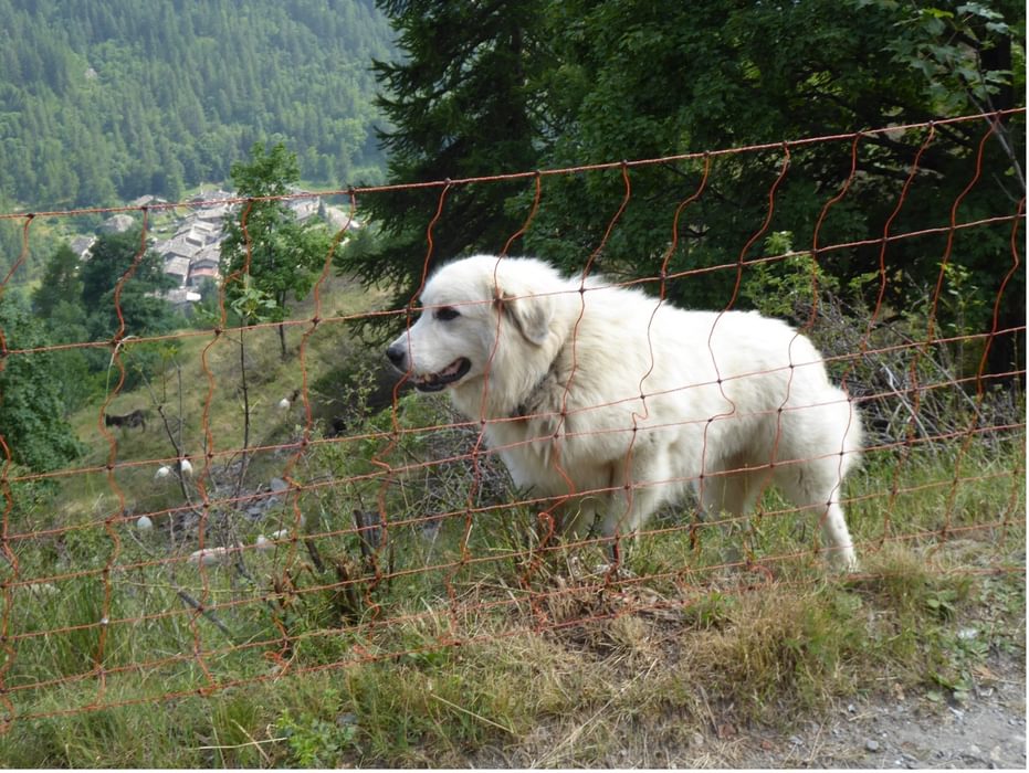 Patou guard dog