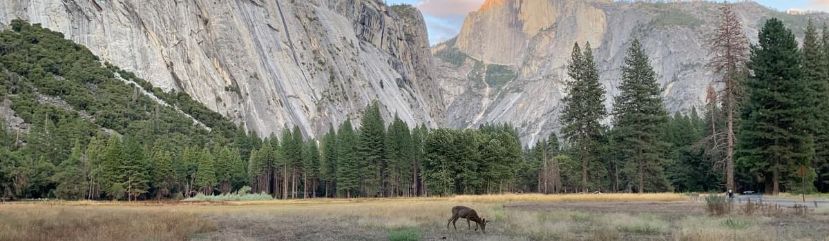 A deer grazes below Half Dome in Yosemite Valley