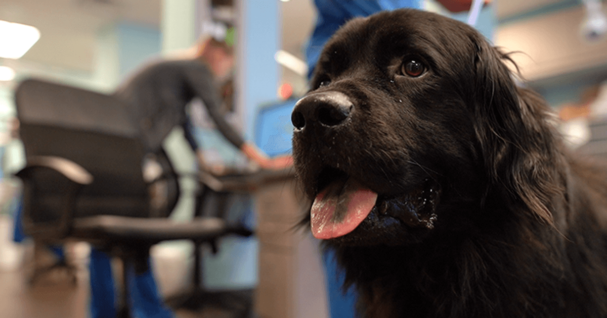 24-hour emergency hospital grows tremendously with ezyVet | ezyVet 24-hour emergency hospital grows tremendously with ezyVet | ezyVet