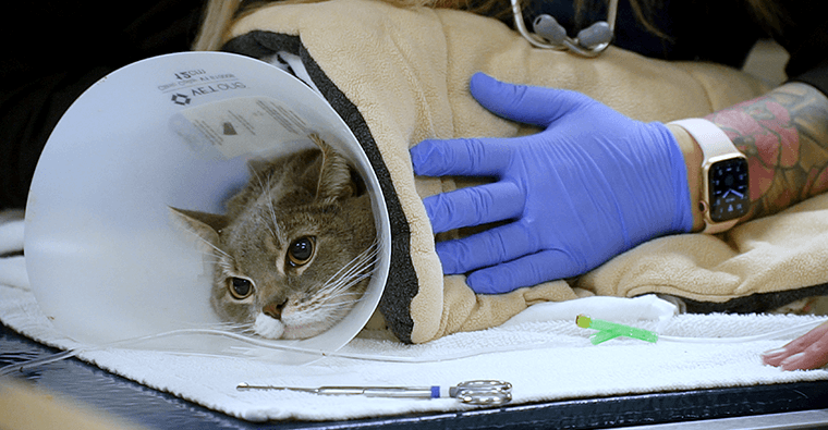 Examining patient at Brightcare veterinary group