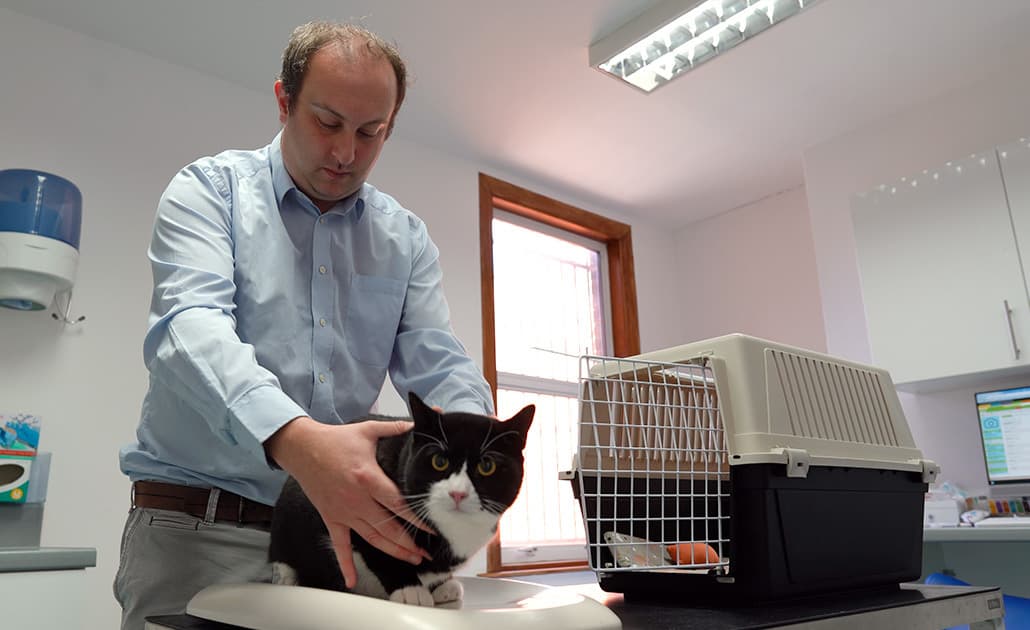 Veterinary nurse holding a cat