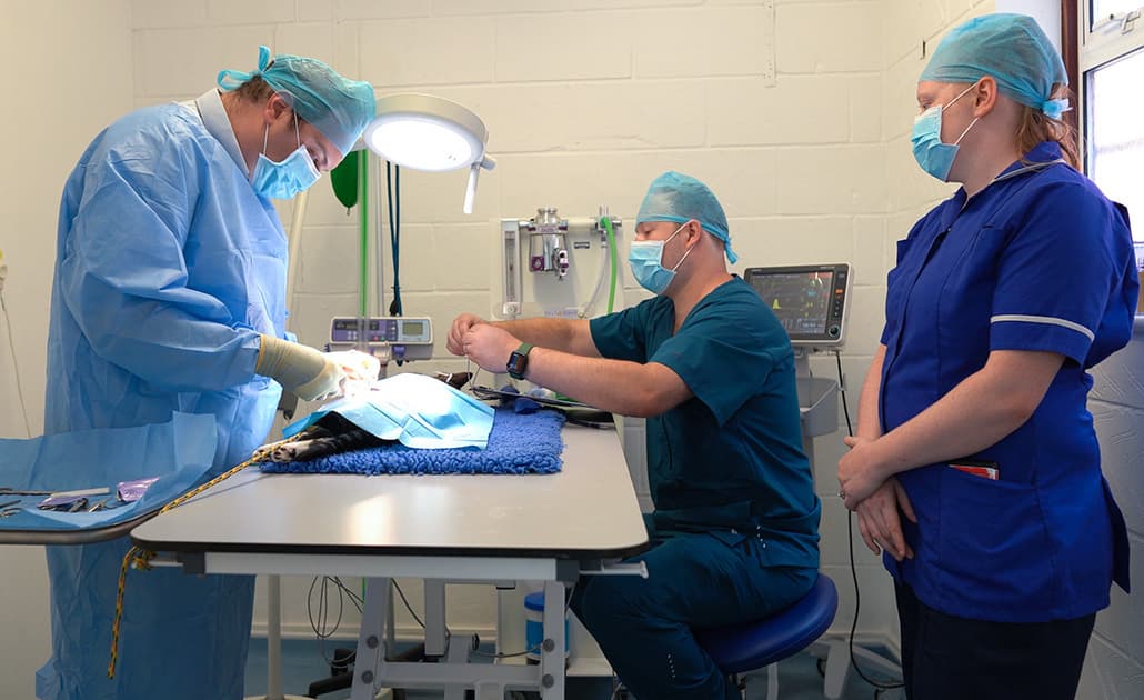 Veterinary team performing a procedure