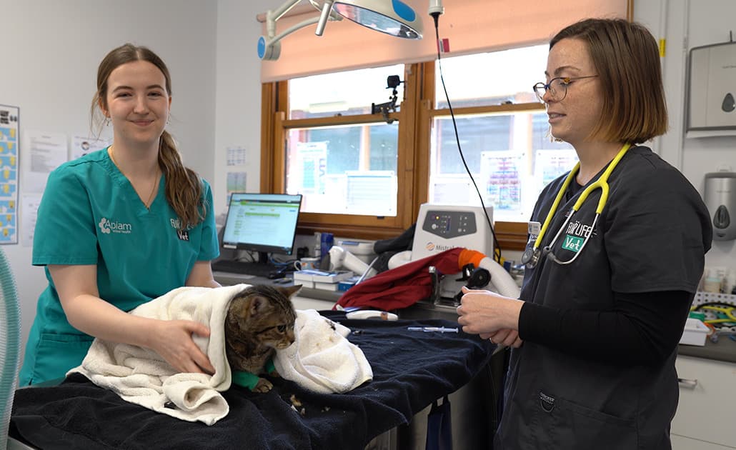 Veterinary staff with cat