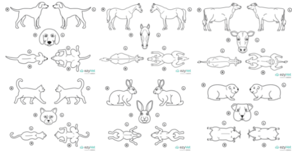 Animal body map images for veterinary professionals | ezyVet