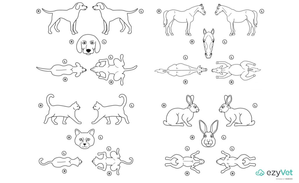 Animal Body Map ezyVet Blog