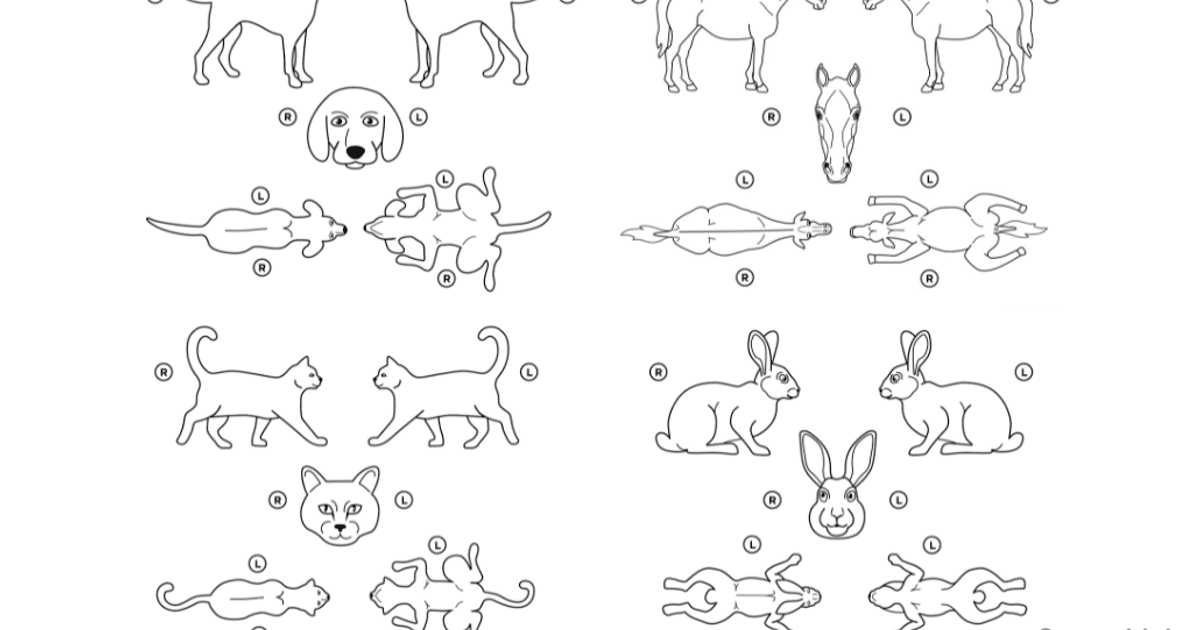 Free animal body map images for annotation | ezyVet