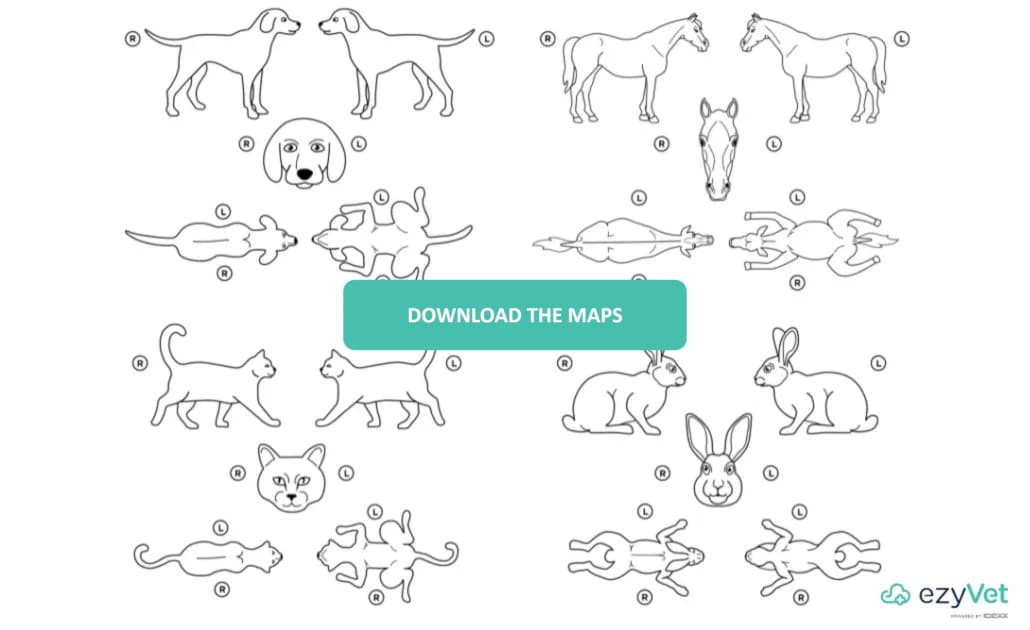 Download our veterinary animal body maps for free