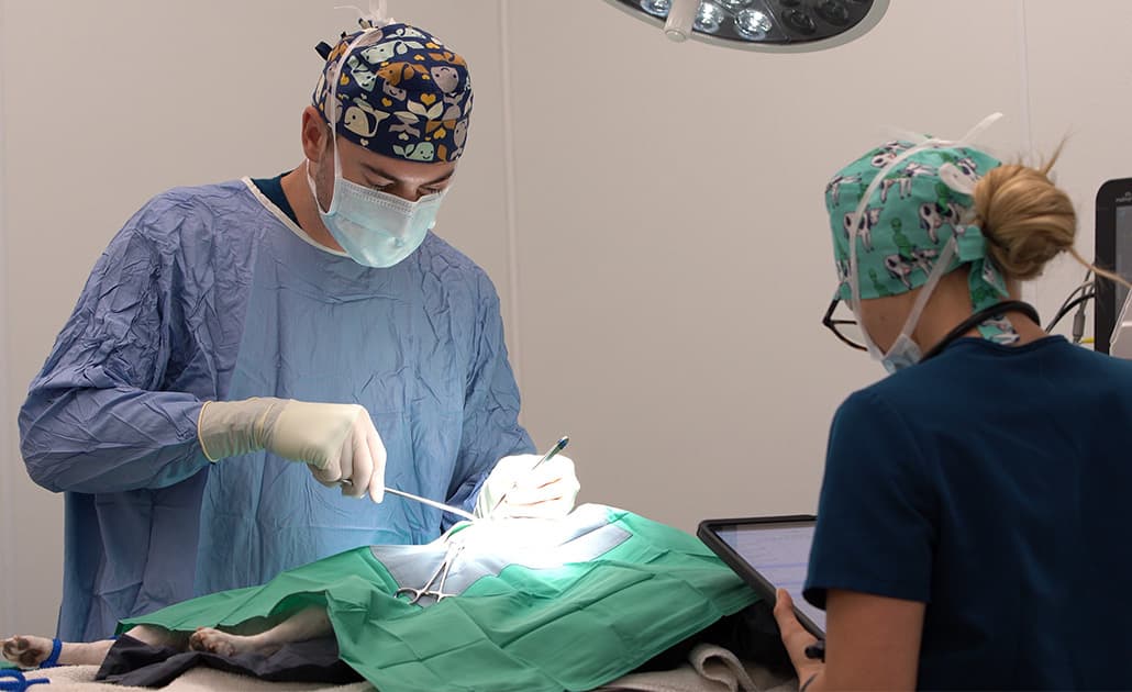 Bayview team performing surgery