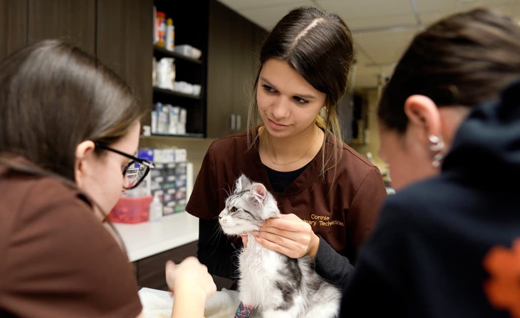 Vet techs examining cat