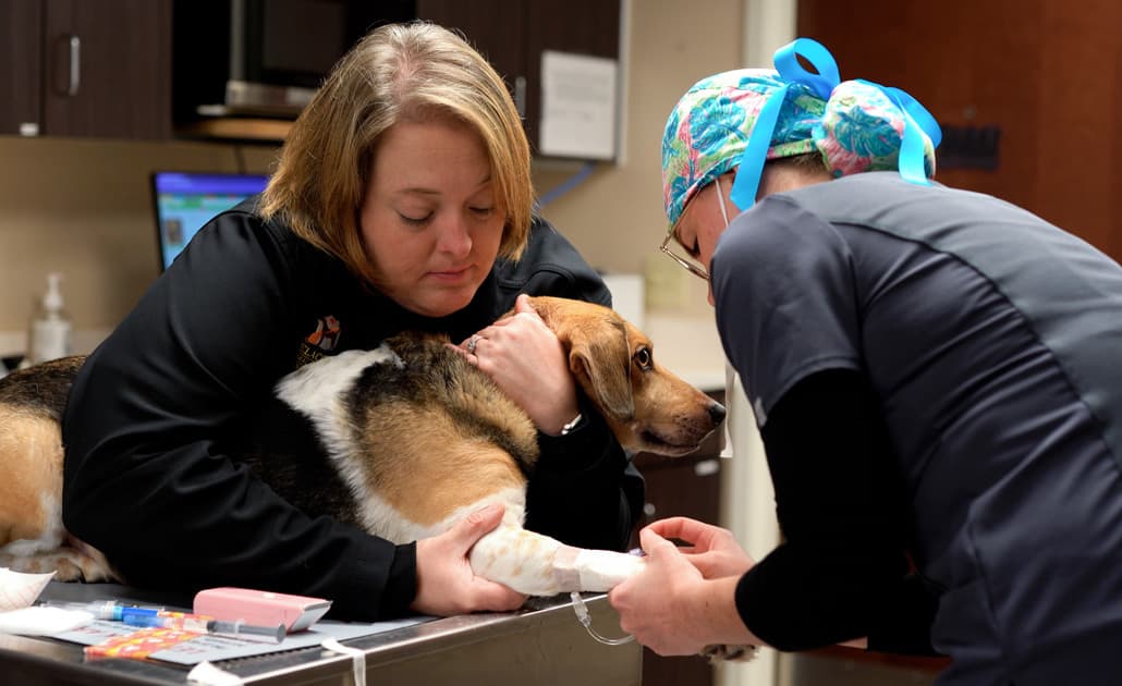 Vet techs with a dog