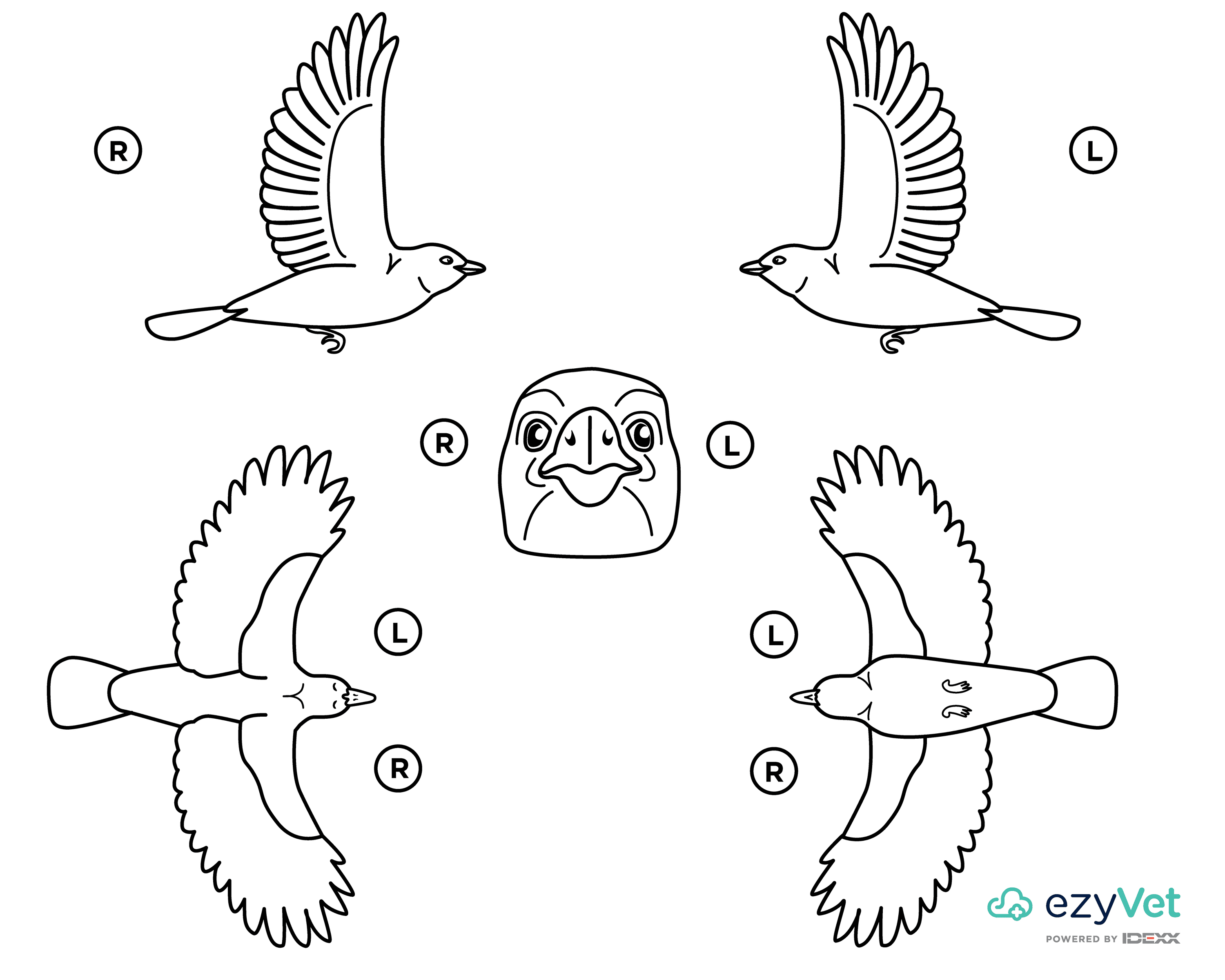 Bird Avian Body Map for vets and annotation