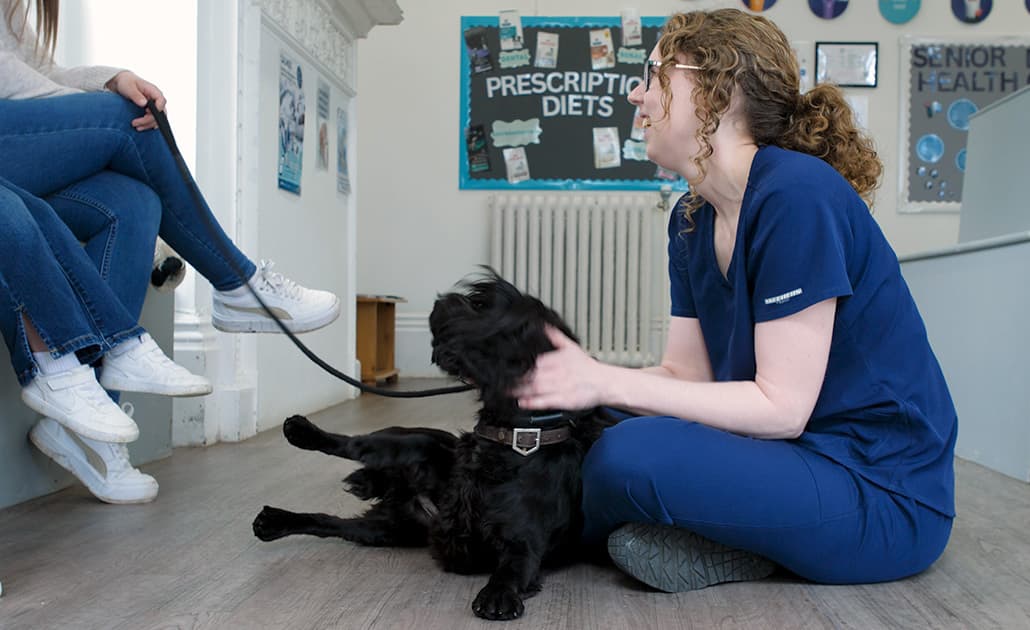 Black Sheep Vets dog having a therapy session