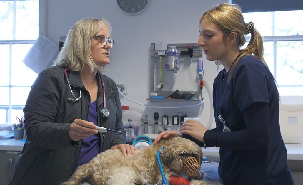 Black Sheep Vets veterinarian examining dog