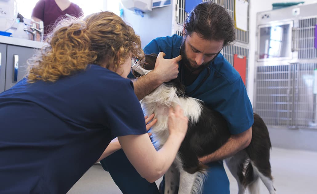Black Sheep Vets team examining dog
