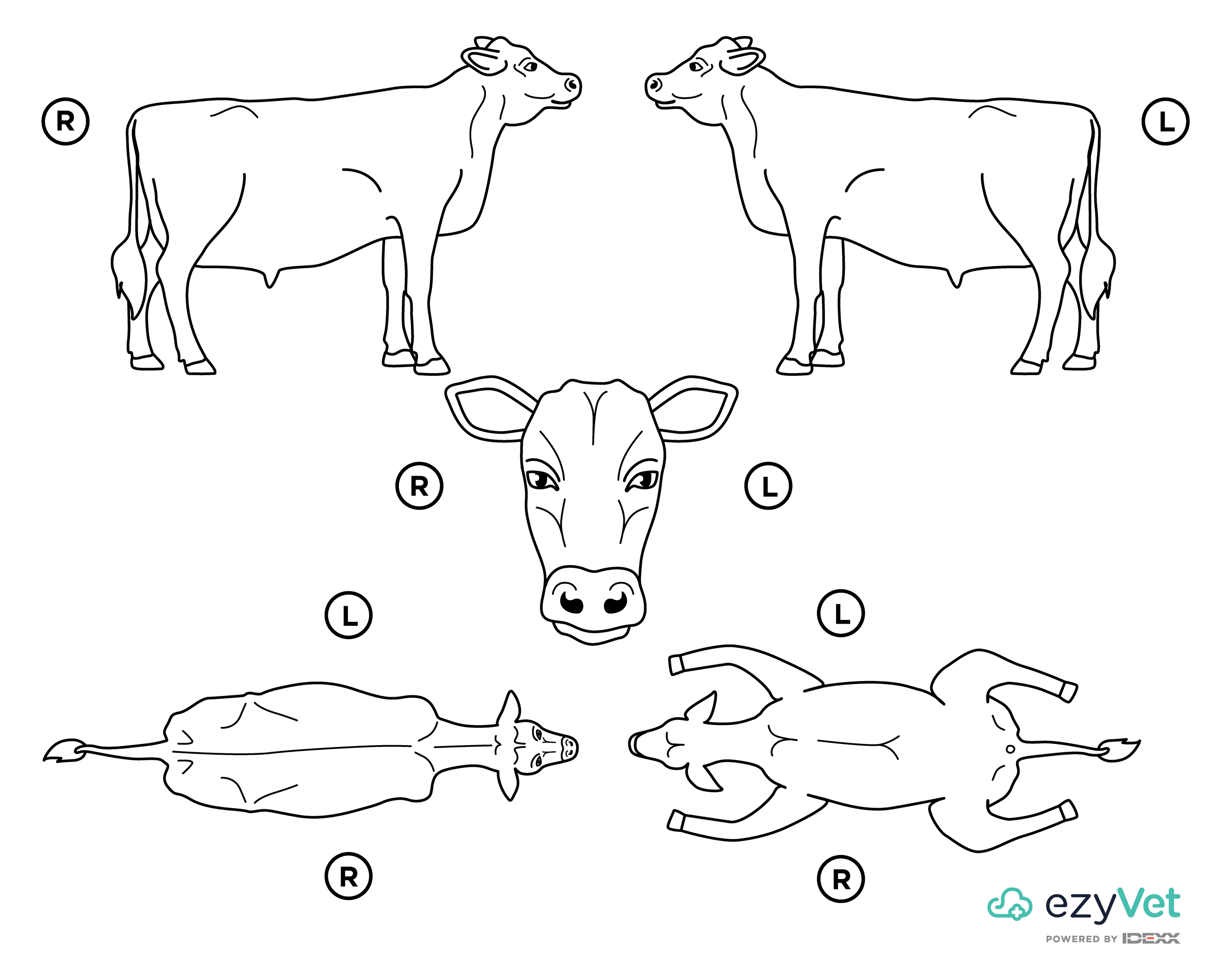 Bull Bovine Body Map for vets and annotation